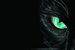 Con mèo đen